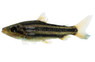 Arcus Lipstick Leporinus :: 89957