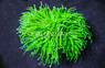 Holy Grail Cotton Candy Torch Coral :: 64067