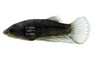 Midnight Plakat Betta, Male :: 17648