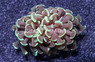 Hammer Branch Green :: Australia / Coral Sea :: 43872