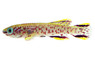 Blue Gardneri Killifish :: 37020