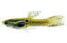 Endler's Cobra Green Guppy, Male :: 33085