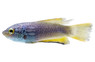 Cobalt Blue Paradise Gourami :: 87395