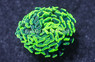 Hammer Branch Green/Purple Splatter :: Australia / Coral Sea :: 57720