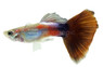 Red Queen Guppy, Male  :: 10470