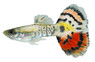 Leopard Luminous Guppy, Male :: 33099
