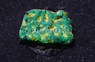 Echinata, Green w/Pink Eye :: Eastern Asia :: 23188