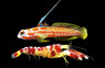 Aquaculture Yashia W/ Red Banded Pistol (Wild) :: 79944