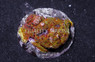Porites Multicolor :: 52119