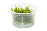 Vesicularia ferriei 'Weeping Moss' :: 51715
