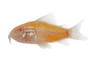Albino Orange Corydoras Catfish :: 29193