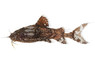 Salween Rock Catfish :: 96413