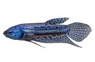 Blue Alien Betta, Male  :: 90929