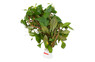 Ludwigia repens Broadleaf - bunch plant :: 14348
