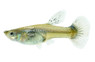 Mixed Dumbo Ear Guppy, Female  :: 39024