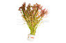 Rotala araguaia "Red Cross" - bunch :: 24920
