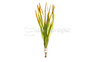 Vallisneria spiralis - Tape Grass (rooted) :: 26641