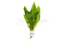 Sword Amazon Compacta (rooted) :: 61402