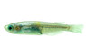 Amber Glitter MEdaka Rice Fish :: 89440