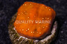 Orange Elephant Skin :: 62441