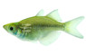Red Irian Balloon Rainbowfish :: 24727