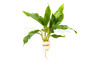 Anubias Afzeli :: 59852