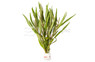 Hygrophila lancea 'Araguaia' - bunch :: 90233