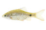 Stoliczka's Barb :: 17576
