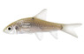 Chinese Phoenix Barb :: 18783