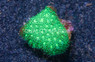 Green Ultra :: 44965