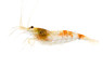 Black Marble Tiger Shrimp :: 78249