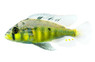 Hap Yellow Belly :: 68591