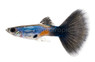 Lazuli Blue Guppy, Male :: 36284