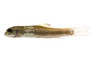 Red Tail Garra Algae Eater :: 76259