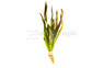 Vallisneria gigantea - Giant (rooted) :: 27165