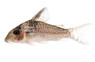 Melanistius Spotted :: 17068