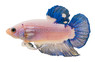 HMPK Blue Marble, Male :: 61447