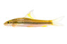 Stonelapping / Cambodian Logsucker Algae Eater :: 00008