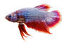 HMPK Candy, Male :: 76572