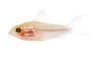 Pygmy Pygmaeus Albino :: 39406