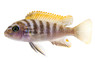 Afra Jalo Reef :: 74323