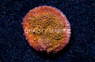 Chalice Orange w/ Orange Eye :: 24114