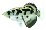 Burmese Archerfish :: 05001