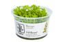 Bacopa caroliniana :: 39066