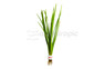 Cyperus helferi - bunch :: 57280