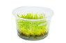 Vesicularia dubyana 'Christmas Moss' Cup AT :: 60929