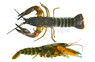 Papaua Blue Tip Orange Zebra Lobster :: 66828