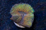 Brain Dented :: 35680