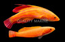 Flasher, Redtail Pair :: 25397