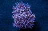 Torch, Black Tentacles w/Purple Tip :: 34769